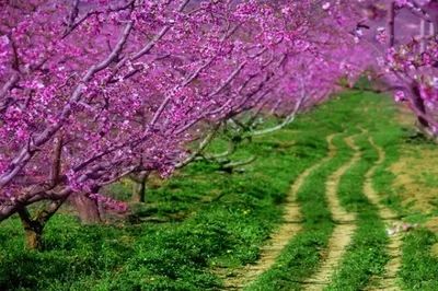 广济桃花几月开始,2020广济桃花开了吗