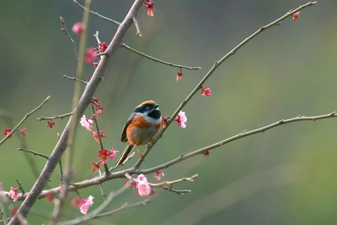 画眉、柳莺……在镇海栖息的这些“小精灵”，你都认识吗？