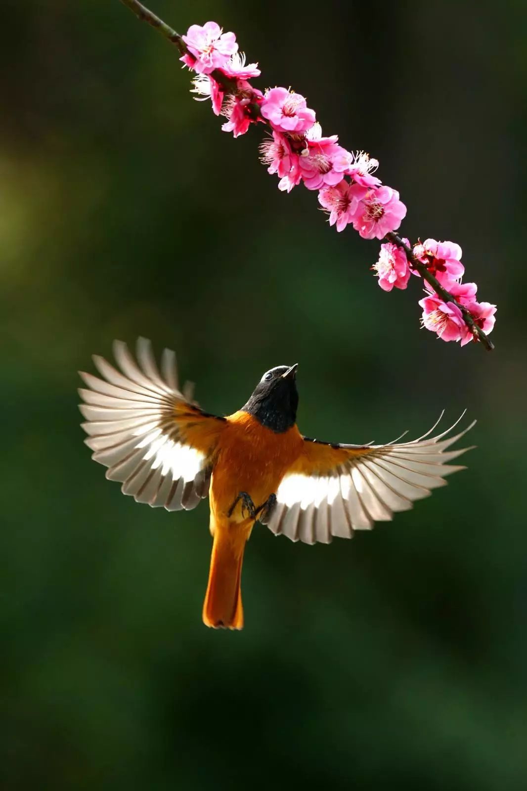 画眉、柳莺……在镇海栖息的这些“小精灵”，你都认识吗？