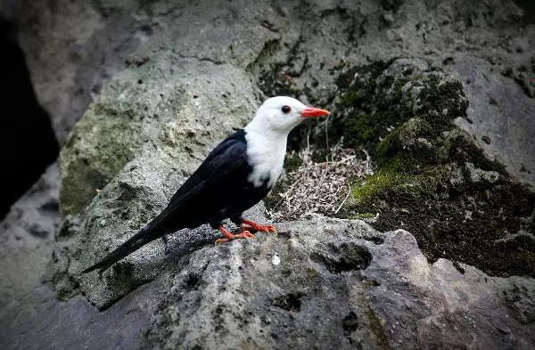 画眉、柳莺……在镇海栖息的这些“小精灵”，你都认识吗？