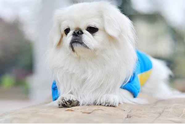 又到了用生肖组词的时候,为何与“狗”有关的多是贬义词