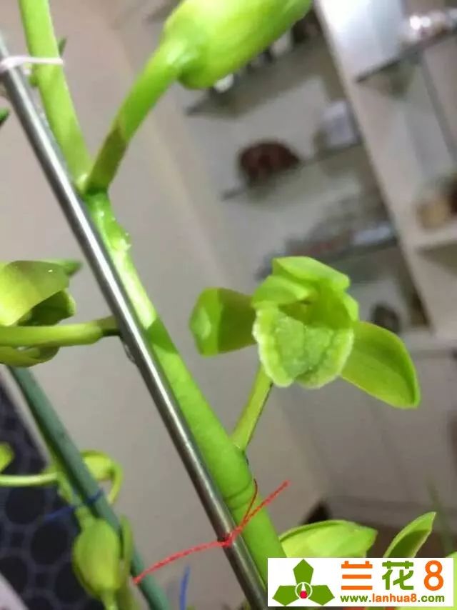 兰花花苞病虫害防治,兰花病虫害防治三种方法