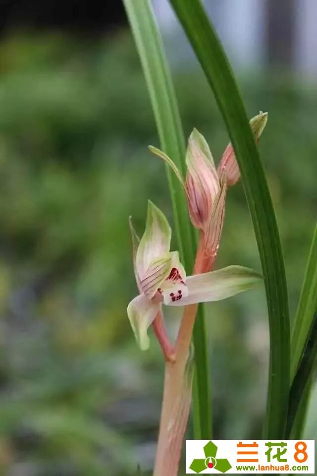 兰花花苞病虫害防治,兰花病虫害防治三种方法