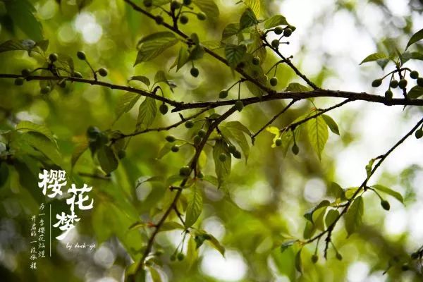 樱花梦日语,永福樱花之旅