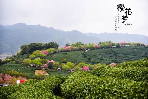 樱花梦日语,永福樱花之旅