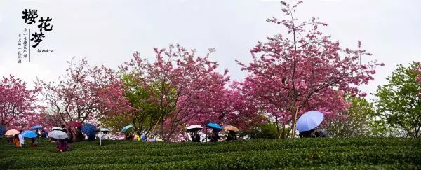 樱花梦日语,永福樱花之旅