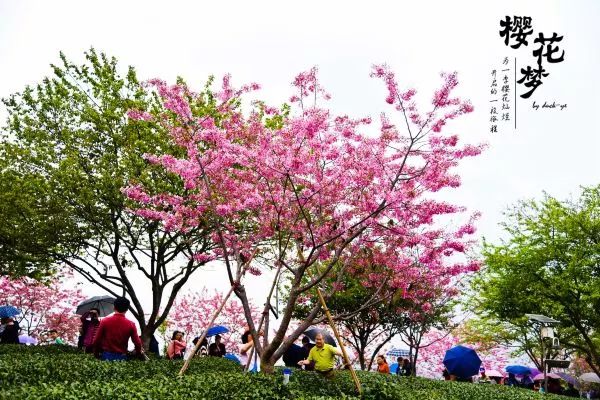 樱花梦日语,永福樱花之旅