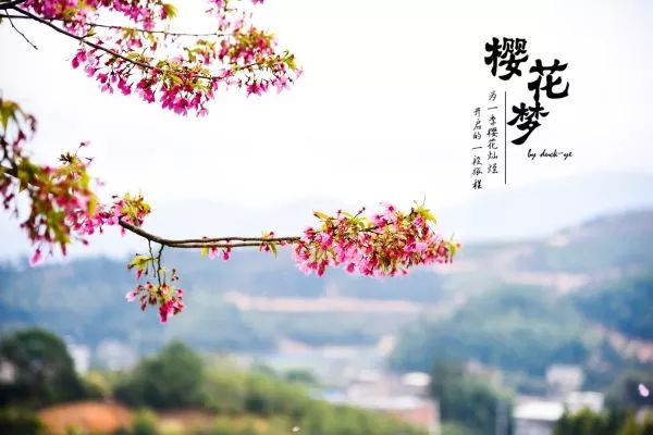 樱花梦日语,永福樱花之旅