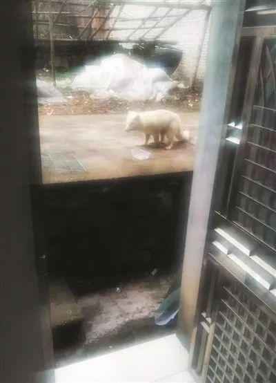 浦江山上野生动物,苏州河巨型北极狐