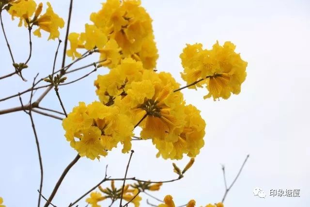 满城尽带黄金甲出处,满城尽带黄金甲