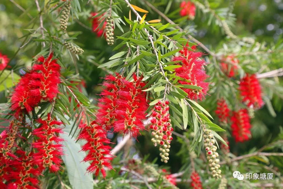 满城尽带黄金甲出处,满城尽带黄金甲