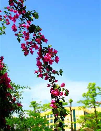 我有一座美丽的海岛,我有一座海岛免费下载