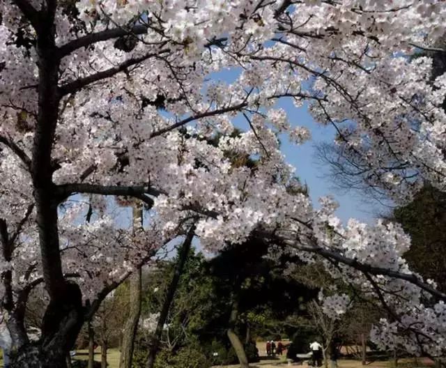 我有一座美丽的海岛,我有一座海岛免费下载