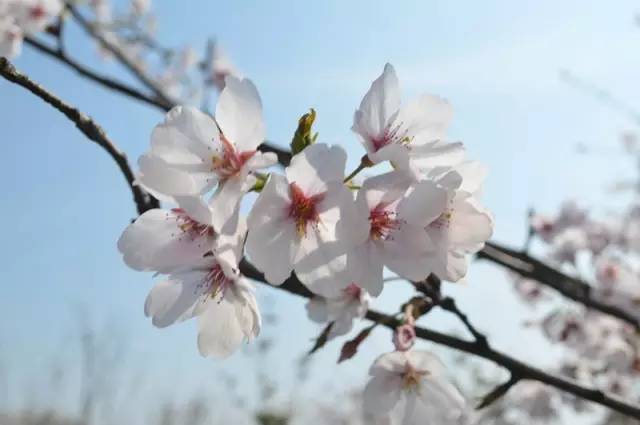 樱花开了！该寻觅浪漫了！请收好这份赏樱地图！