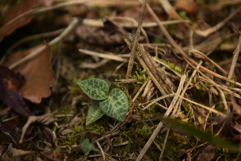 穿越小雷公坪,小雷公实战视频
