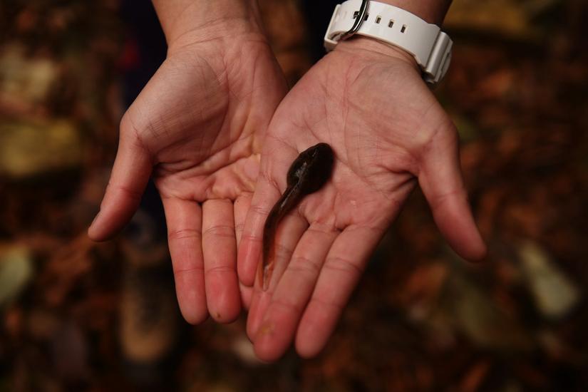 穿越小雷公坪,小雷公实战视频