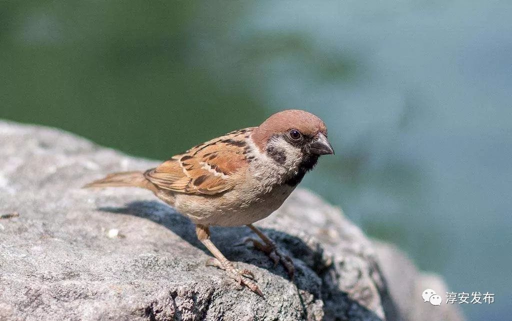 过去,淳安人每年到了这个时候最烦的就是Ta