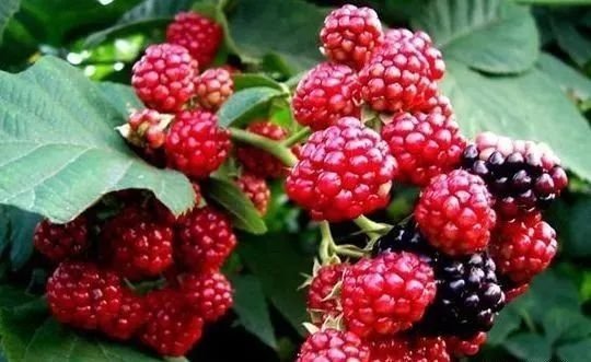 台州农村覆盆子,台州路桥覆盆子