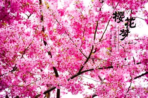 樱花梦日语,永福樱花之旅