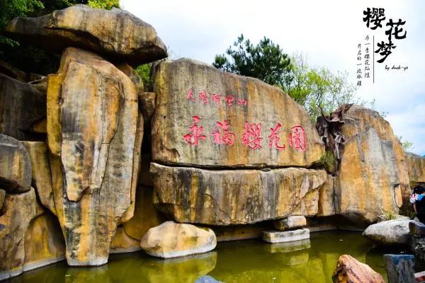 樱花梦日语,永福樱花之旅