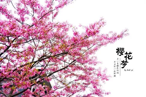 樱花梦日语,永福樱花之旅