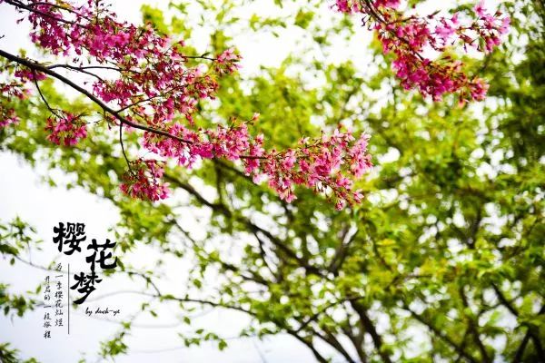 樱花梦日语,永福樱花之旅