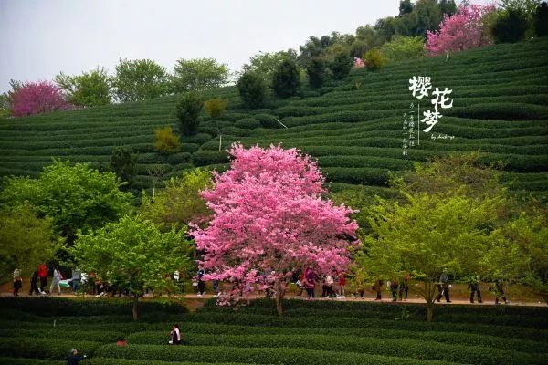 樱花梦日语,永福樱花之旅