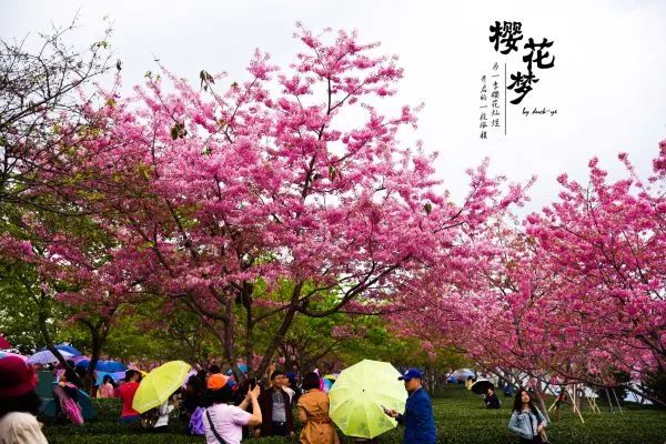 樱花梦日语,永福樱花之旅