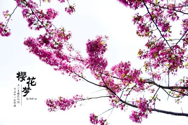 樱花梦日语,永福樱花之旅