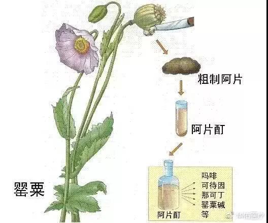 两盒装的感冒药,几包感冒药做成神药