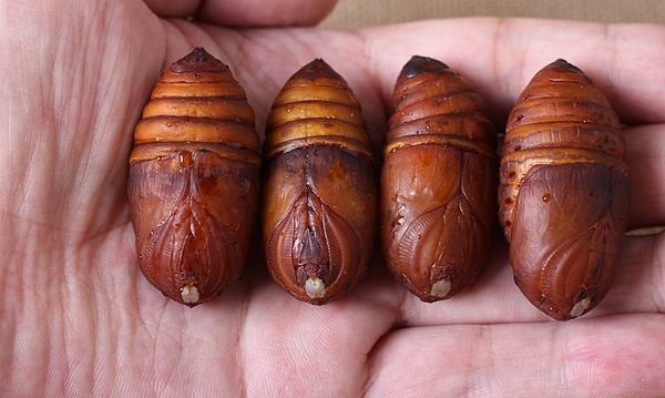 没吃蚕蛹变扑棱蛾子,你没听错图片