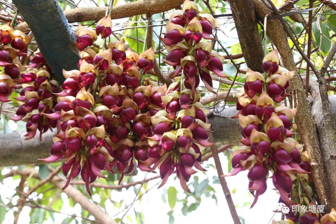 满城尽带黄金甲出处,满城尽带黄金甲