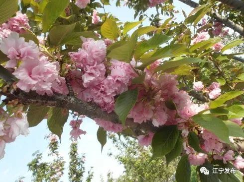 樱花开了！该寻觅浪漫了！请收好这份赏樱地图！