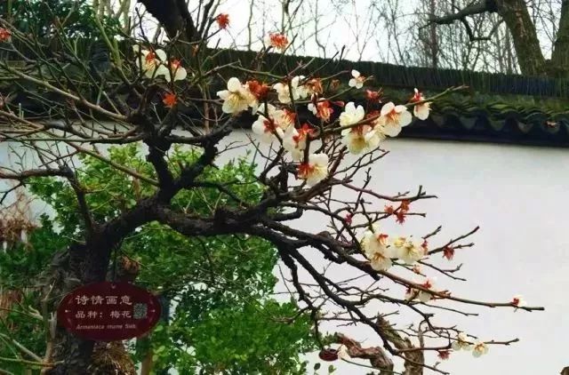 上海明天哪些景点免费开放,上海小众景点游玩免费