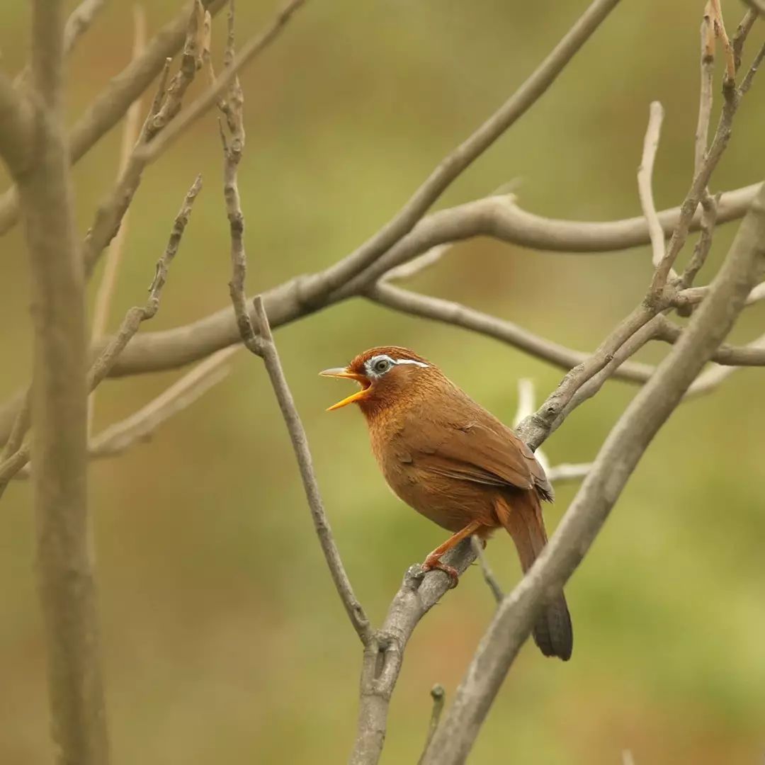 画眉、柳莺……在镇海栖息的这些“小精灵”，你都认识吗？