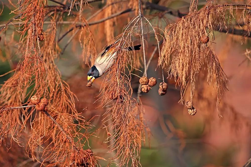 画眉、柳莺……在镇海栖息的这些“小精灵”，你都认识吗？