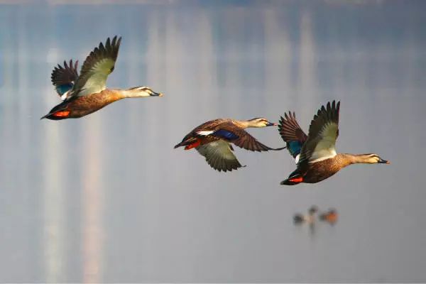 画眉、柳莺……在镇海栖息的这些“小精灵”，你都认识吗？