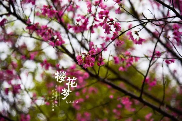 樱花梦日语,永福樱花之旅