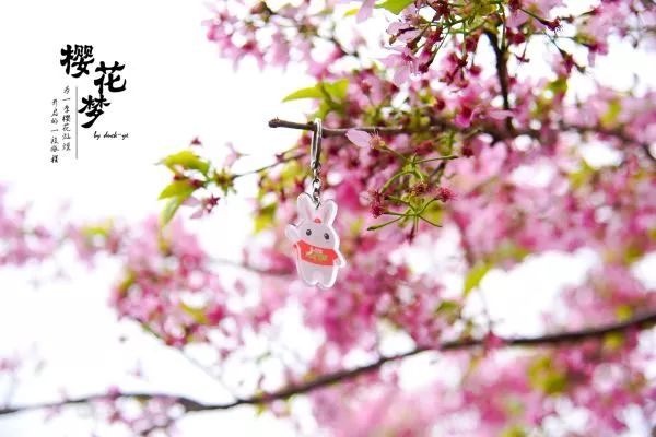 樱花梦日语,永福樱花之旅
