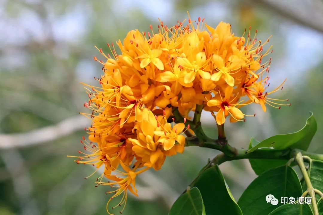 满城尽带黄金甲出处,满城尽带黄金甲