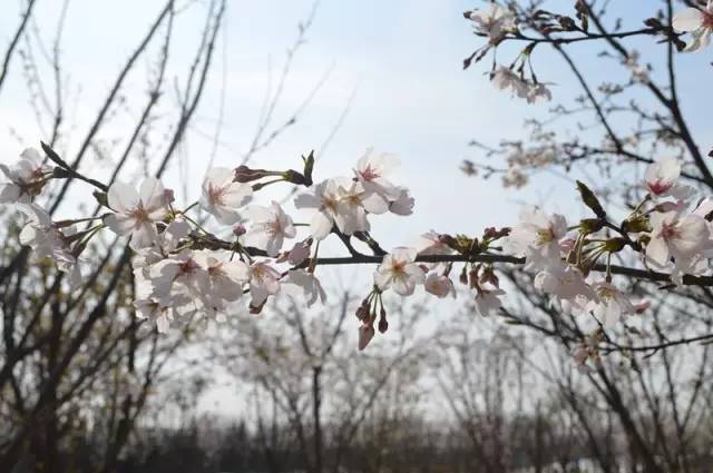 樱花开了！该寻觅浪漫了！请收好这份赏樱地图！