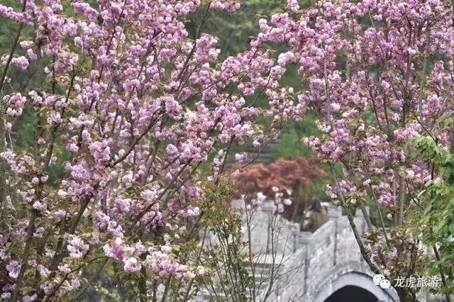 樱花开了！该寻觅浪漫了！请收好这份赏樱地图！