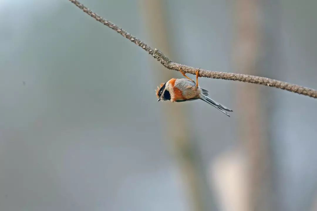画眉、柳莺……在镇海栖息的这些“小精灵”，你都认识吗？