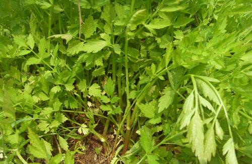 又是一年摘野菜季节,赣州有哪些野菜