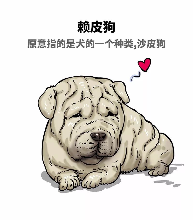 狗年一定旺的狗狗,狗年了你知道狗的种类有哪些吗