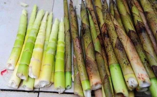 又是一年摘野菜季节,赣州有哪些野菜