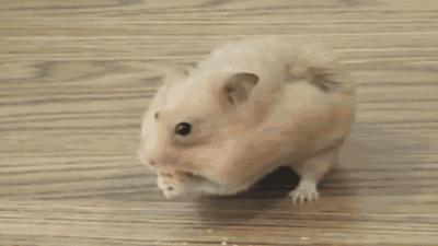 一个被逐出祖国的流民，是怎样当上天下宰相的？