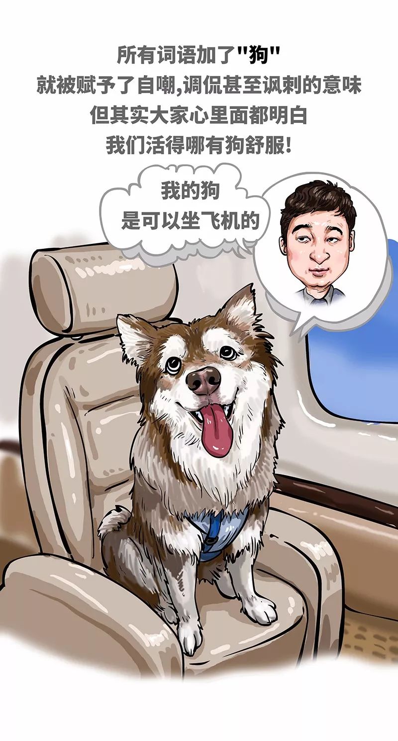 狗年一定旺的狗狗,狗年了你知道狗的种类有哪些吗