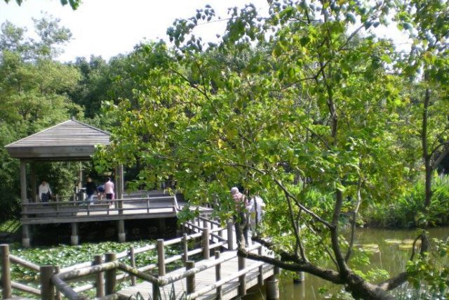 植树节去蚂蚁森林,植树节到