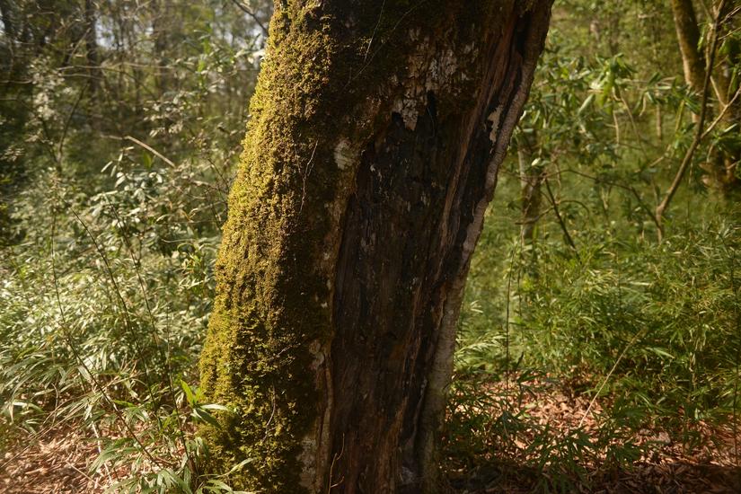 穿越小雷公坪,小雷公实战视频